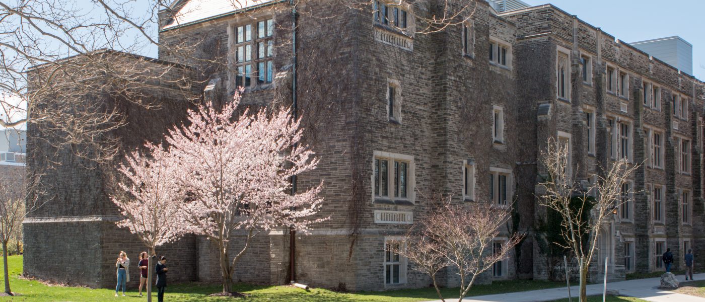 A cherry blossom tree in front of University Hall on McMaster University's campus.