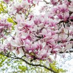 magnolia tree in bloom
